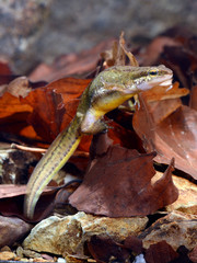 Egg deposition of a Newt / Eiablage eines Molches / Palmate newt / Fadenmolch (Lissotriton...