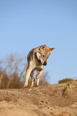 Czechoslovakian wolf dogs in the wild. Tschechoslowakische Wolfhunde von den Ruhrpottwölfen