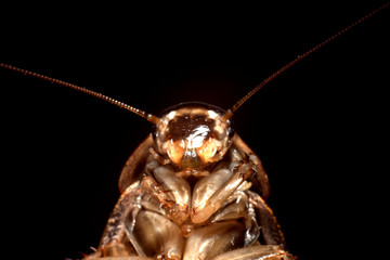 marble cockroach close-up, macro photography