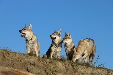Obraz premium Czechoslovakian wolf dogs in the wild. Tschechoslowakische Wolfhunde von den Ruhrpottwölfen
