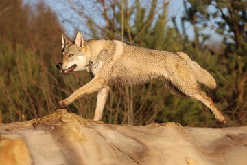 Czechoslovakian wolf dogs in the wild. Tschechoslowakische Wolfhunde von den Ruhrpottwölfen