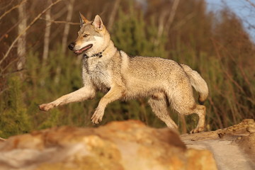 Fototapeta premium Czechoslovakian wolf dogs in the wild. Tschechoslowakische Wolfhunde von den Ruhrpottwölfen