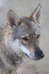 Czechoslovakian wolf dogs in the wild. Tschechoslowakische Wolfhunde von den Ruhrpottwölfen