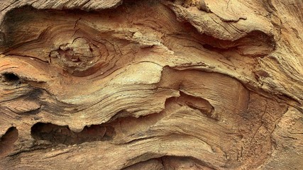 Rough textured knot on tree trunk closeup. Old wood bark texture. Natural tree trunk cracked surface closeup. Tree bark background. Grunge rough background - obrazy, fototapety, plakaty