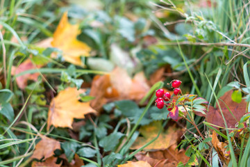 Green grass with autumn leaves