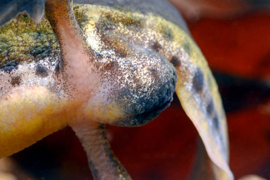sexual organ of a male Palmate newt / Geschlechtsorgan / Kloake eines männlichen Fadenmolch (Lissotriton helveticus)