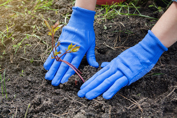 Female hands in gloves press the ground to the roots of a peony seedling. Planting flowers in the...
