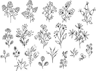Vintage floral and herbal set. Graphic collection with fantasy field herbs. Hand drawn elements. Botanical elements on a white background. 