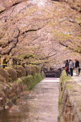 京都府 哲学の道 桜
