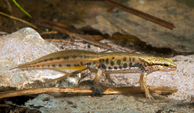 Palmate newt / Fadenmolch (Lissotriton helveticus) - Male / M&auml;nnchen