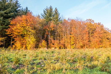 Wiederaufforstung im Mischwald