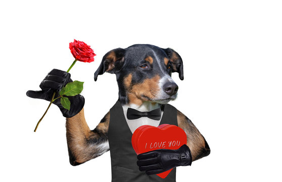 valentines dog with a gift and a rose