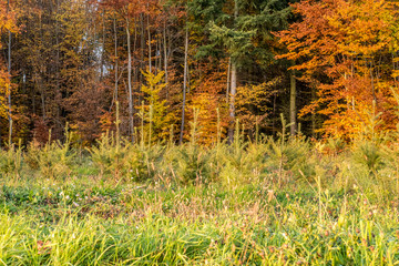 Wiederaufforstung im Mischwald