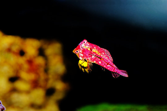 Rare scene of pair Red Ruby Dragonet fishes mating dance