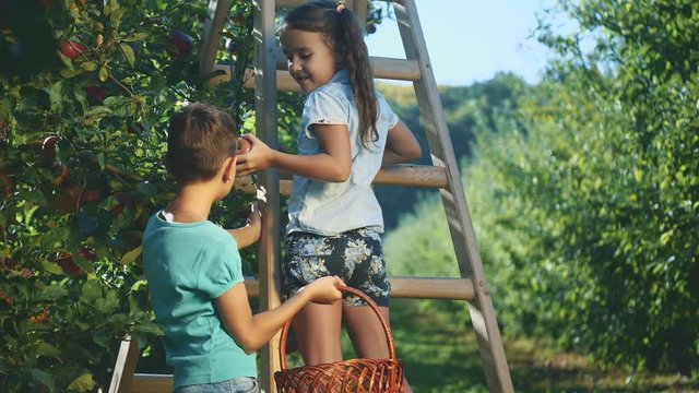 Two adorable siblings are picking apple fruits from apple tree. Copy space. 4K.