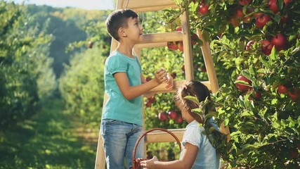 Two adorable siblings are picking apple fruits from apple tree. Copy space. 4K.