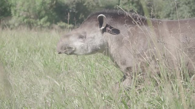  tapir, native animal of northern Argentina walks through the open field