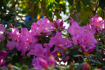Flowering pink azaleas in the winter garden. Horizontal closeup image of Rhododendron. Season of...