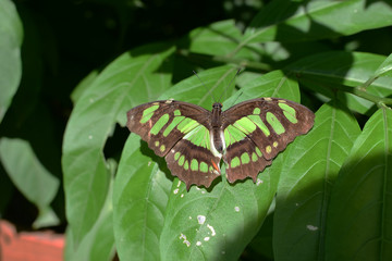 Butterfly Siproeta stelenes (Linnaeus 1758) Medellin Colombia