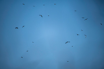 FLYING BIRDS