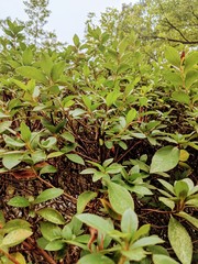 Bush of Leaves on an Overcast Day