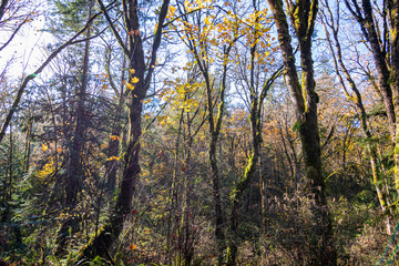 the sun on the forest in late fall