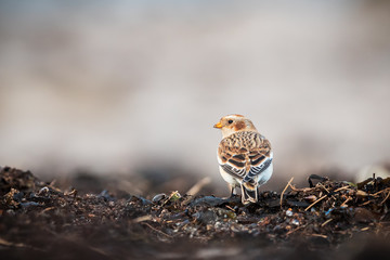 Snowbunting without any snow in sight
