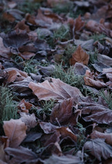 Fallen autumn leaves