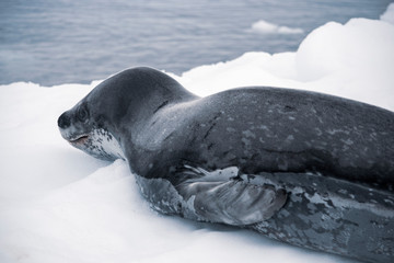 Leopard seal resting on the iceberg in Antarctica