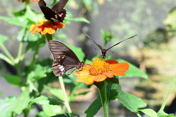 Butterfly Battus polydamas (Linnaeus 1758) Medellin Colombia