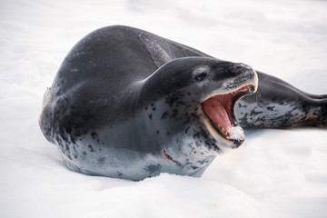 Gevaarlijke zeeluipaard op ijsschots in Antarctica.