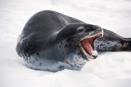 Dangerous leopard seal on ice floe in Antarctica.