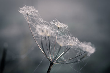 Spiders in the mist