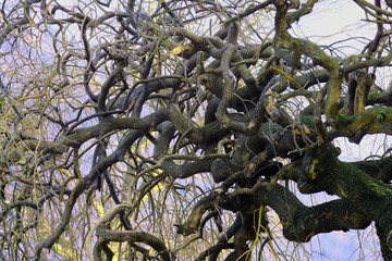knotted tree