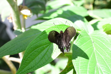 Butterfly Battus polydamas (Linnaeus 1758) Medellin Colombia