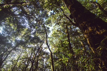 Top Trees in the forest ant shot