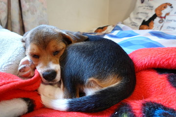 犬　中型犬　子犬　ビーグル　室内　家庭犬　寝る犬