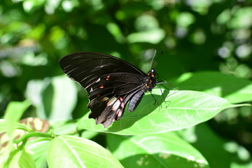 Butterfly Battus polydamas (Linnaeus 1758) Medellin Colombia