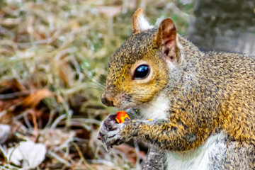 red squirrel eating a nut