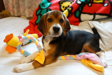 犬　中型犬　子犬　ビーグル　室内　家庭犬　カメラ目線