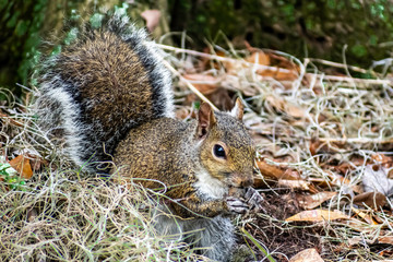 squirrel eating nut