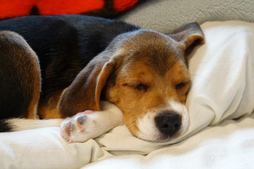 犬　中型犬　子犬　ビーグル　室内　家庭犬　寝る犬