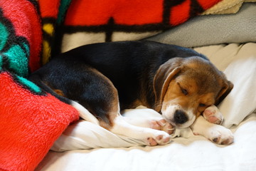 犬　中型犬　子犬　ビーグル　室内　家庭犬　寝る犬