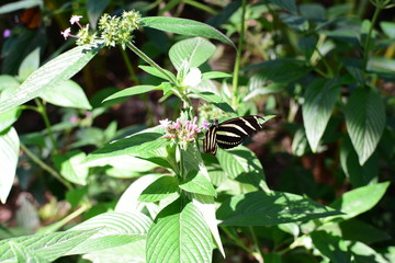  Heliconius charitonia butterfly (Linnaeus 1767) Medellin Colombia