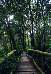Beautiful rain forest at ang ka nature trail in doi inthanon national park, Thailand