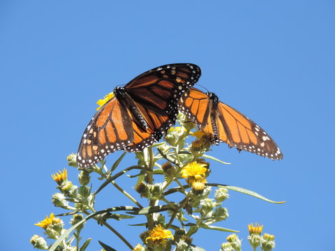 Mariposas monarcas sobre flores amarillas , sobre el fondo de cielo azul 