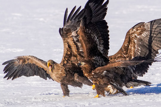 違い鷹の羽 のストック写真 ロイヤリティフリーの画像 ベクター イラスト Adobe Stock