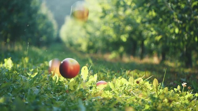 Red bright apples are falling on the grass. Super slow motion. Slowmo. Copy space. 4K.