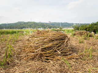 収穫して積み上げられた沖縄の特産品「黒糖」の原料のサトウキビ