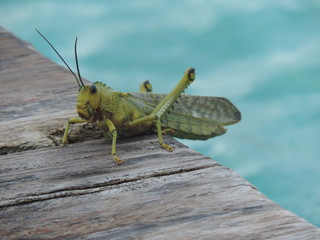Antenitas bien paradas para el saltamonte  , sobre una pasarela mojada, en la laguna de Bacalar